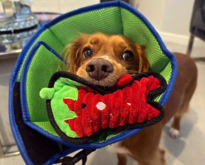 Dog in recovery cone with toy, part of neuter and spay recovery tips.