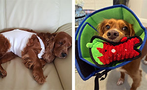 Essential Guide to Dog Neuter & Spay Recovery: Tips for Smooth Neutering Recovery