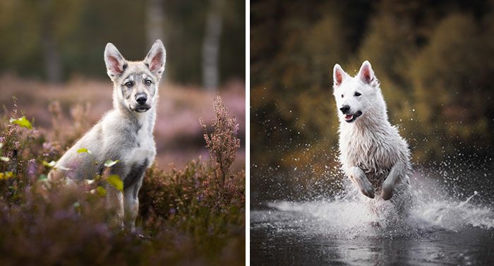 36 Paw-sitively Charming Dog Photographs I Captured