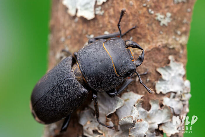 Christian Brokes's Stunning Macro Photography With Godox V1