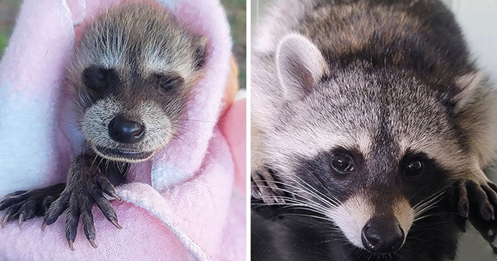This Rescued Raccoon Fought For His Life Since The Beginning And Now He’s Thriving