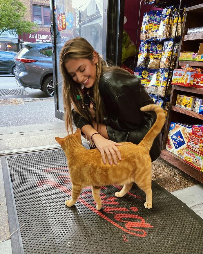 We Capture The Essence Of NYC Through Cute And Funny Photos Of Bodega Cats