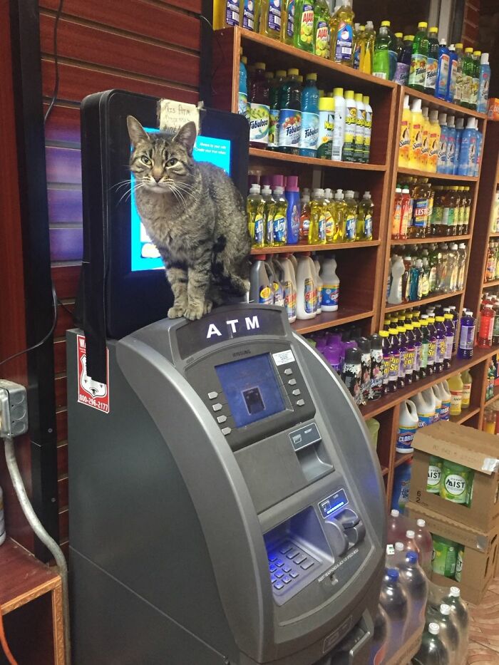 We Capture The Essence Of NYC Through Cute And Funny Photos Of Bodega Cats