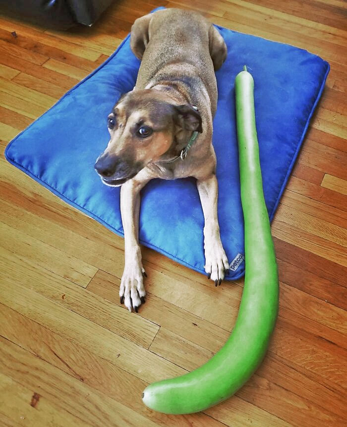 Um, I Was Asked To Pose With This Enormous Vegetable The Neighbors Dropped Off From Their Garden (I'm Terrified)