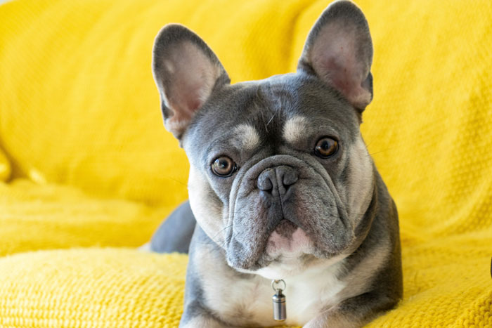 French Bulldog relaxing on a yellow sofa, showcasing its distinct features.