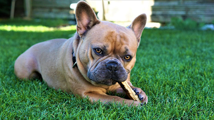French Bulldog laying on grass, chewing a stick, showcasing its distinct breed characteristics.