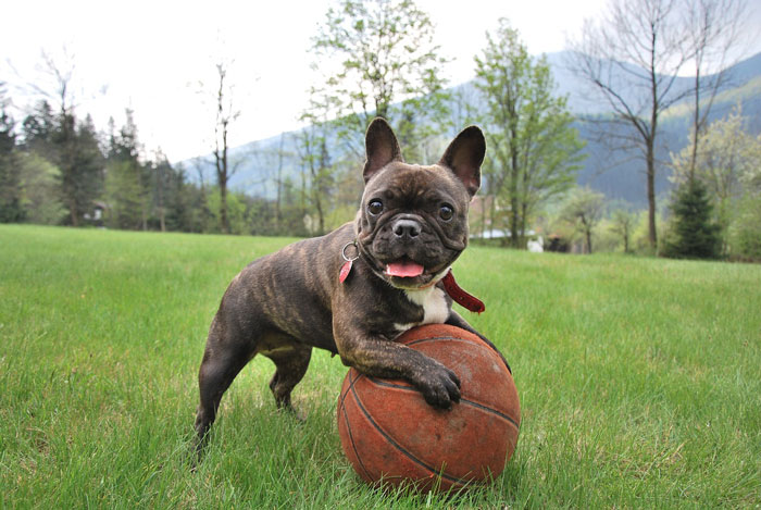 French Bulldog playing with a basketball on a grassy field with mountains in the background.