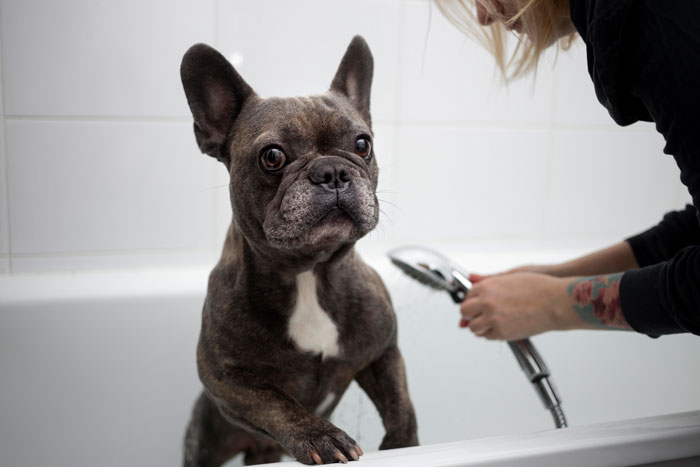 French Bulldog in a bathtub, being washed by a person with a showerhead, highlighting the breed's care needs.