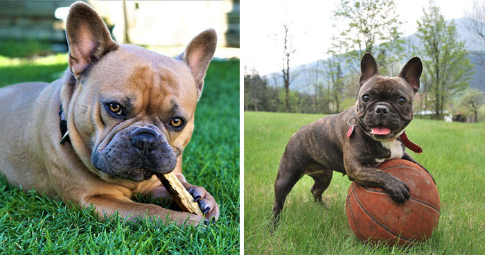 French Bulldog Dog Breed Information & Characteristics