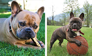 French Bulldog Dog Breed Information & Characteristics