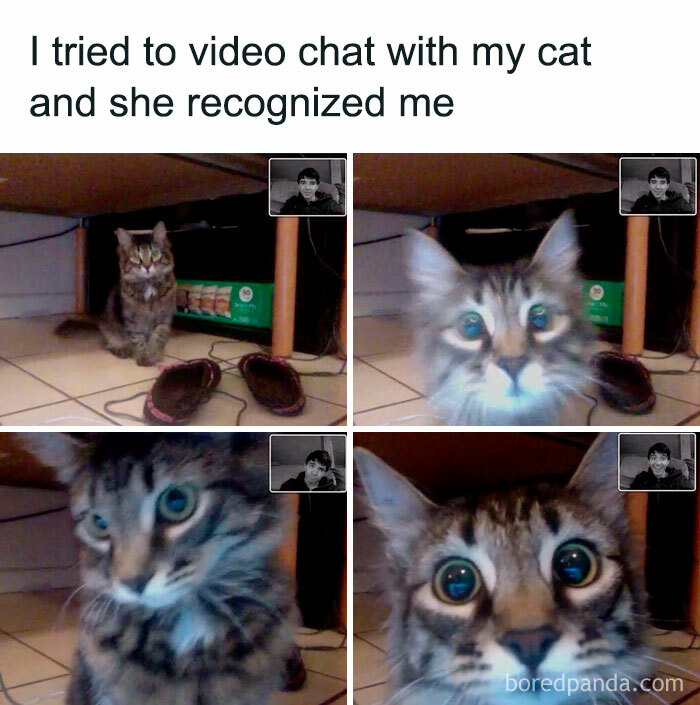 Funny-Animal-Meme-Posting