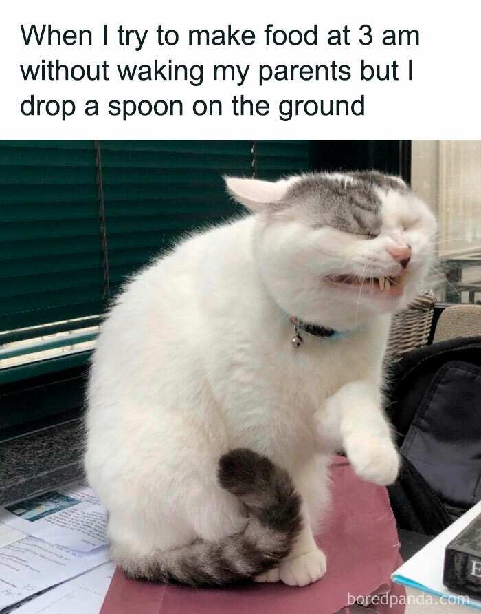 Funny-Animal-Memes-Posts