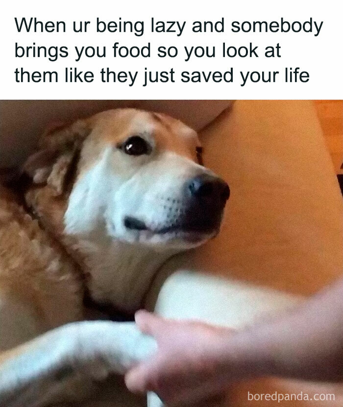 Funny-Animal-Memes-Posts