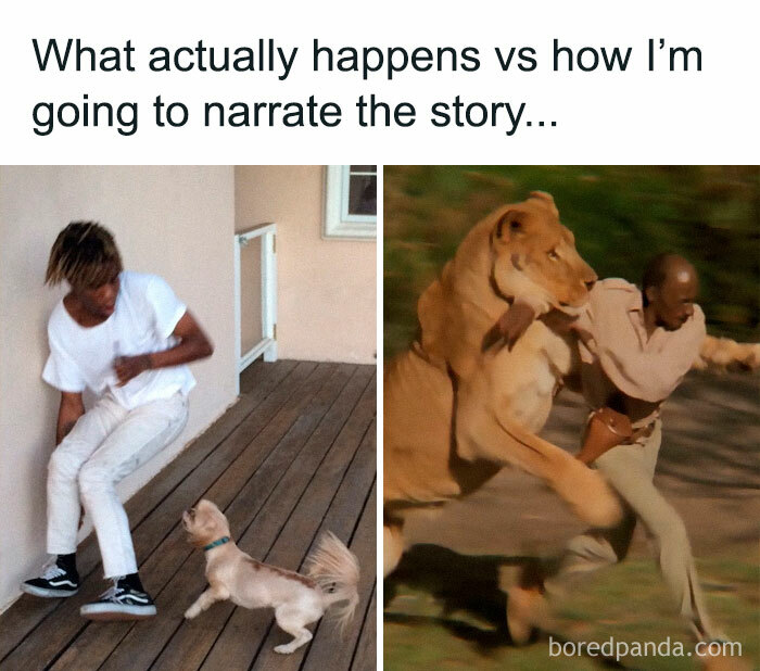 Funny-Animal-Memes-Posts