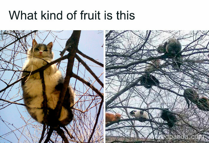 Funny-Animal-Memes-Posts