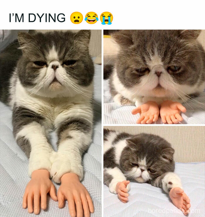 Funny-Animal-Memes-Posts