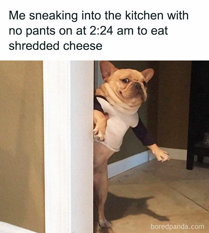 Funny-Animal-Memes-Posts