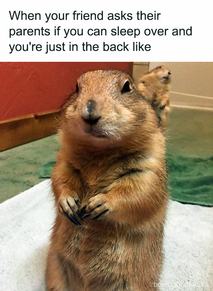 Funny-Animal-Memes-Posts