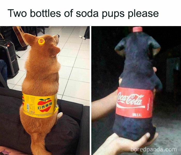 Funny-Animal-Memes-Posts