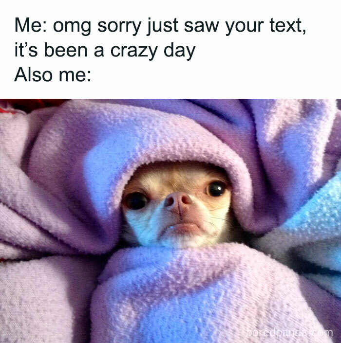 Funny-Animal-Memes-Posts