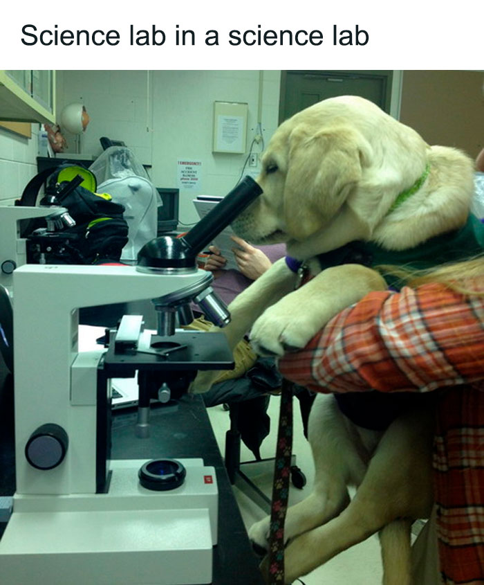 Funny-Animal-Memes-Posts