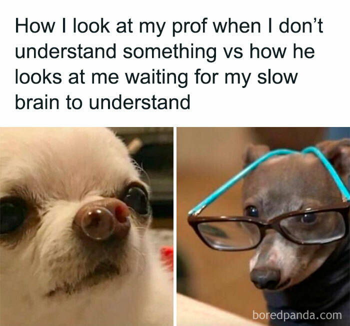 Funny-Animal-Memes-Posts