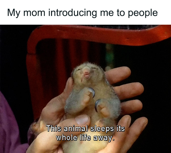 Funny-Animal-Memes-Posts