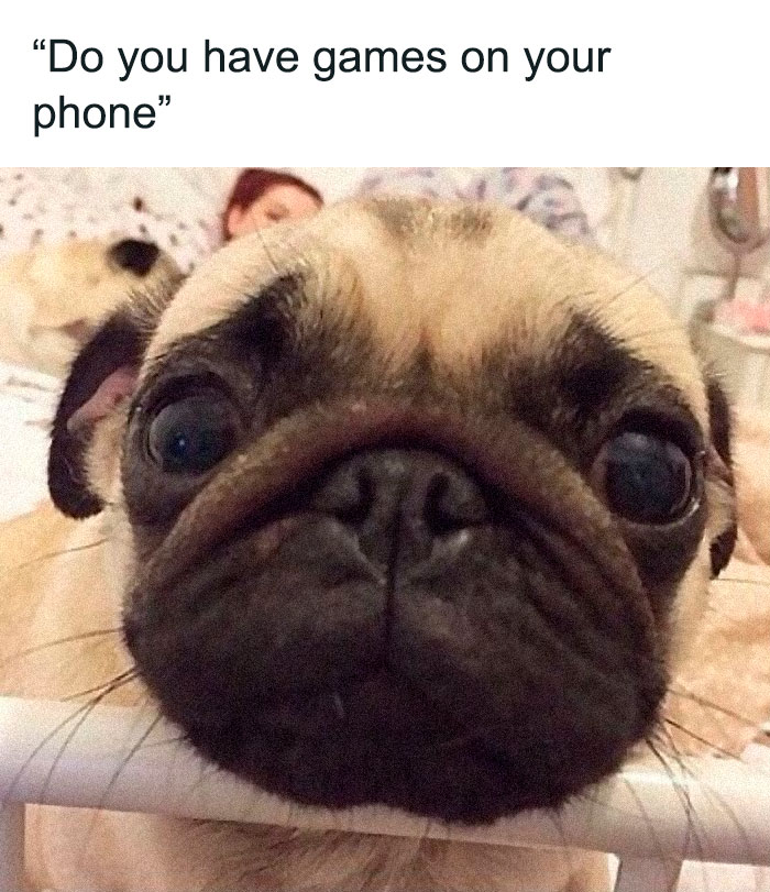 Funny-Animal-Memes-Posts