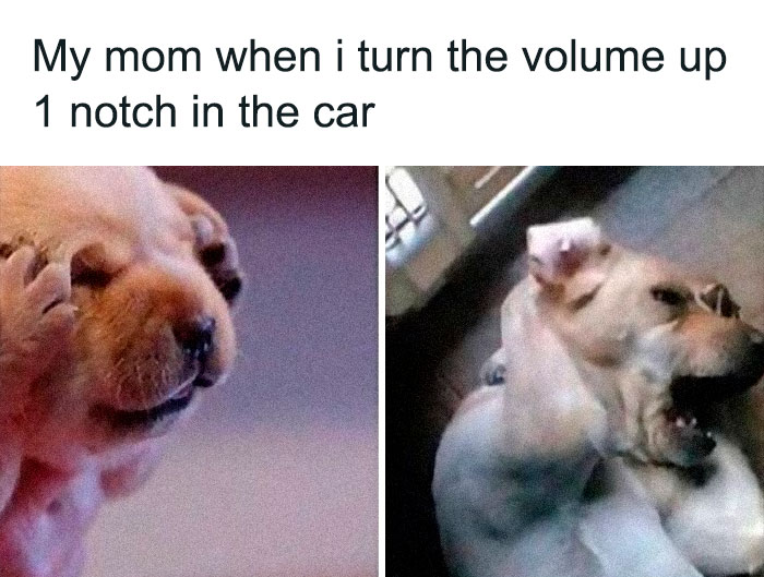 Funny-Animal-Memes-Posts