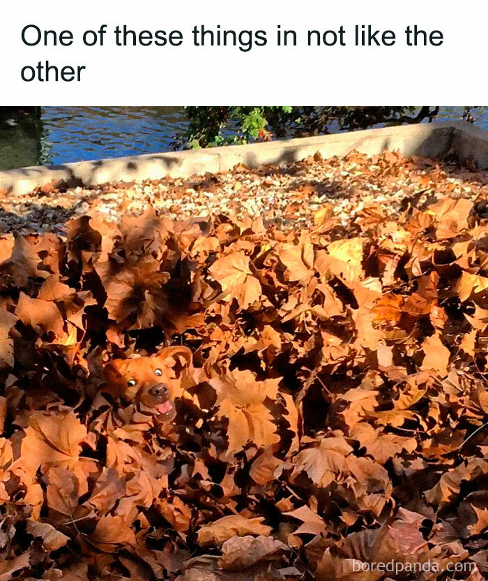 Funny-Animal-Memes-Posts