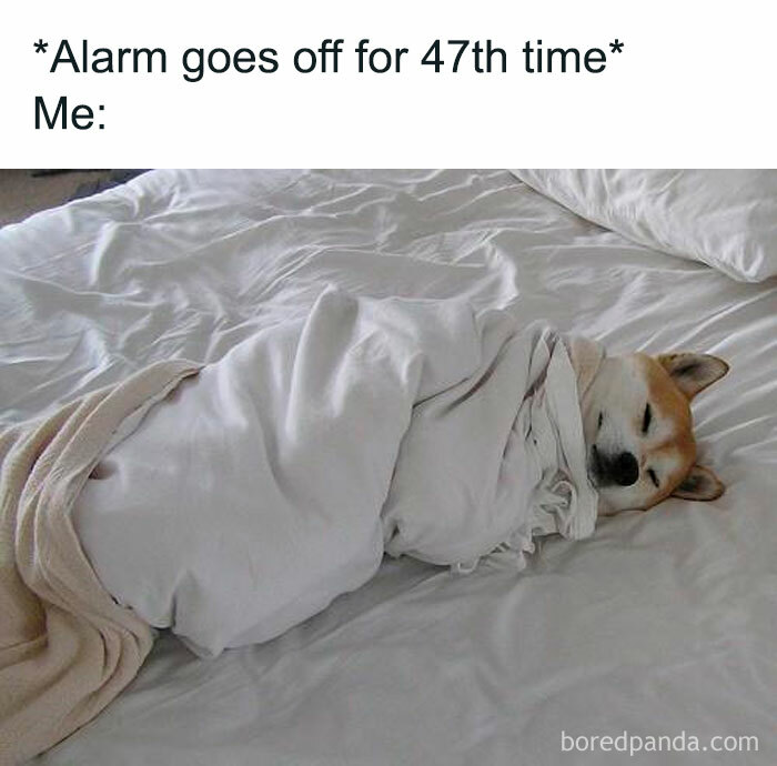 Funny-Animal-Memes-Posts