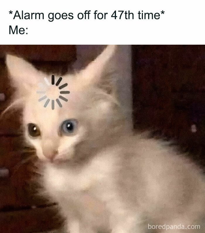 Funny-Animal-Memes-Posts