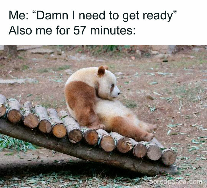 Funny-Animal-Memes-Posts