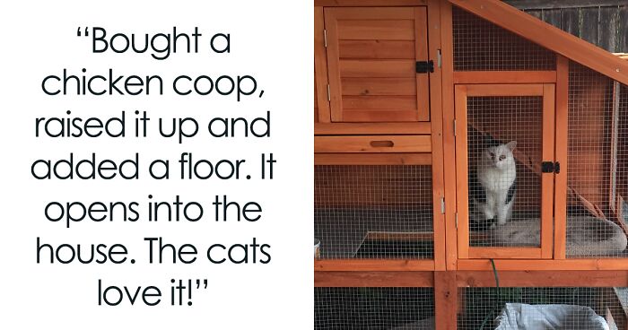 Your Daily Dose Of Kitty Content, Courtesy Of ‘Cattos Being Cattos’ (50 Posts)