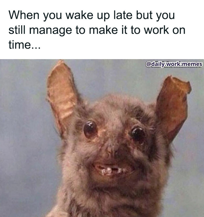 Funny and relatable meme of a tired animal smiling awkwardly after waking up late but making it to work on time