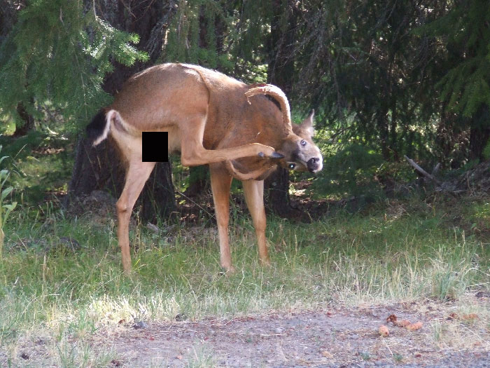 Thought It Would Be So Cool To Get A Photo Of This Handsome Buck On My Property Shedding And Scratching Its Head. But I Got More Than I Bargained For When I Looked Closer At The Photo!!