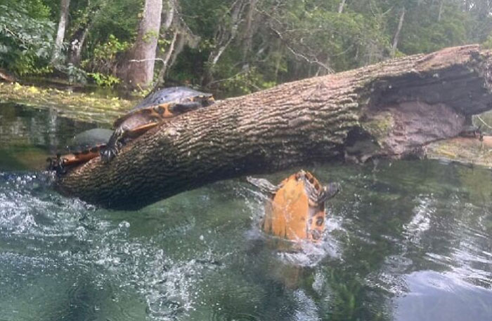 I Was Trying To Get A Nice Picture Of Them All Lined Up On The Log…