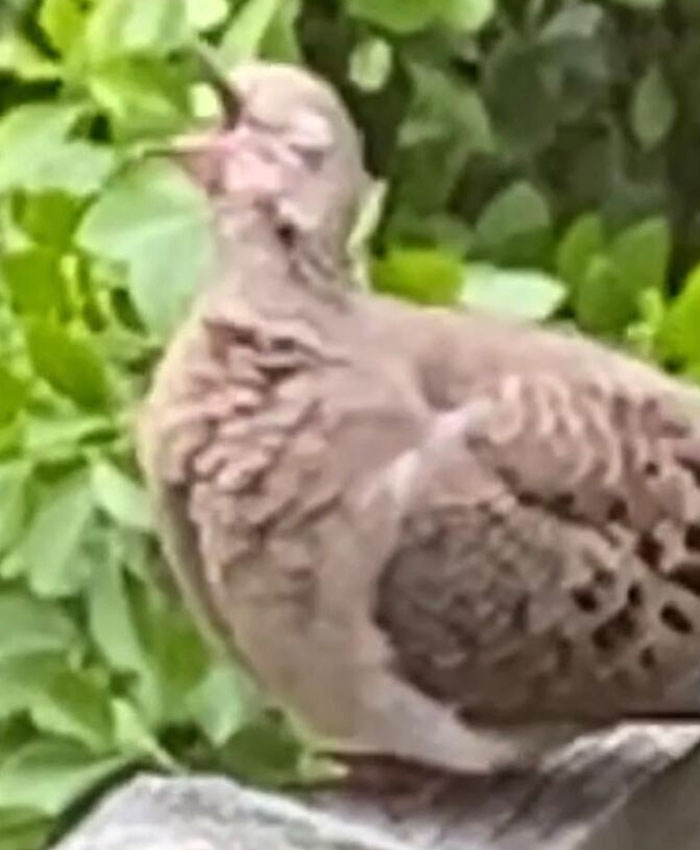 Just Came Across This Picture I Took Of A Mourning Dove Singing It’s Little Heart Out