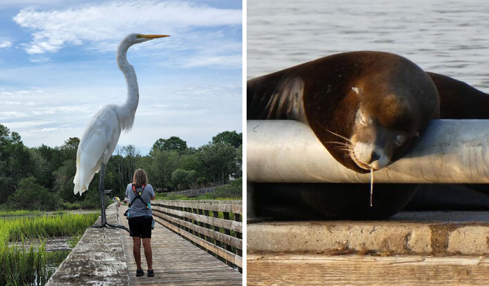 50 Amusing Pics Of Unsuccessful Attempts At Wildlife Photography (New Pics)