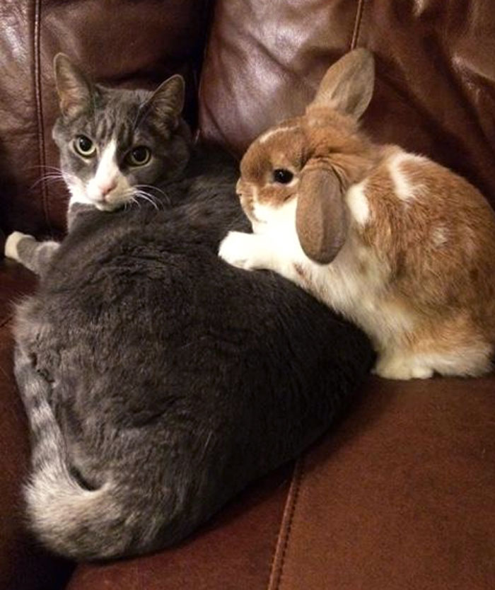 My Cat Doesn't Seem Too Sure Of His New Sibling