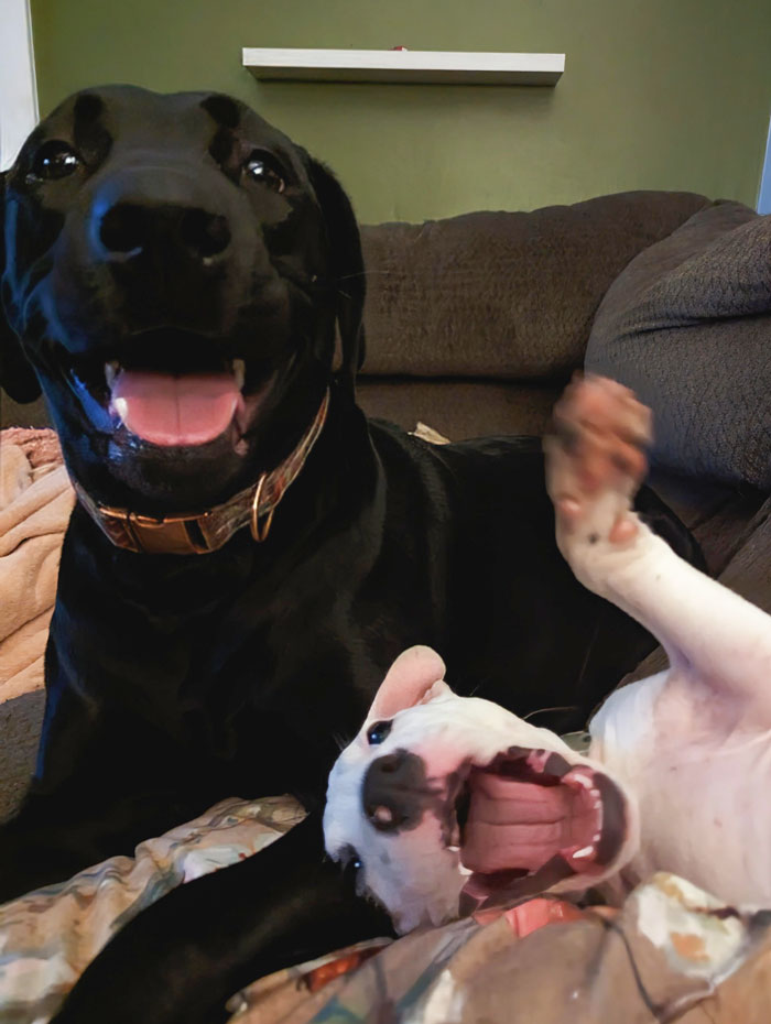 My New Puppy And Her Big Sister Saying Hi
