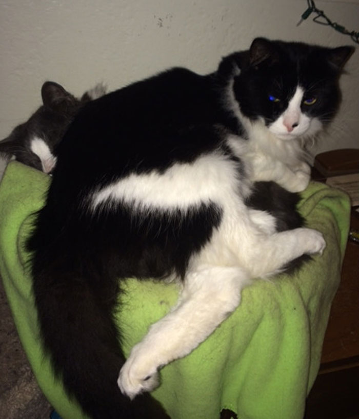 I Have 4 Cat Trees, But The Only Place He Wants To Sit Is On His Brother