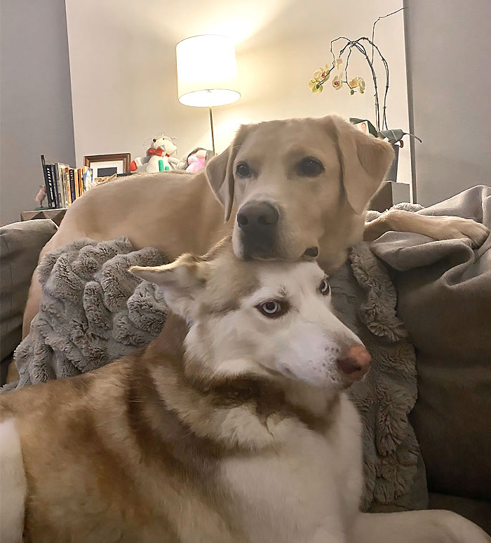 When Both Of These Dogs Are My Two Moods