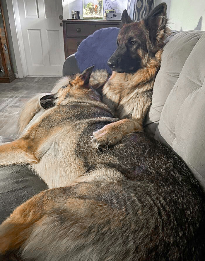 Chaos Comforting His Brother Diesel During These Scary Storms Today