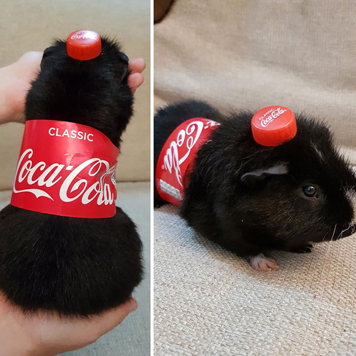 My Girlfriend's Late Night Idea With The Guinea Pig