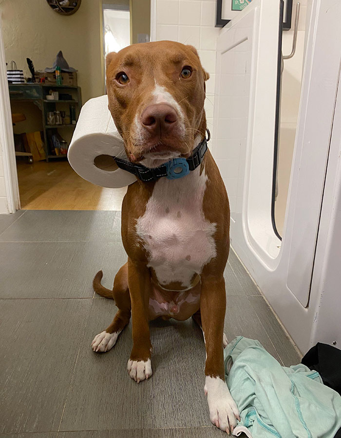 Smartest Wife Ever! We Were Both Pooping On Opposite Sides Of The House. I Called Her And Asked For Toilet Paper. She Yelled For The Dog And Then Told Me To Call Him