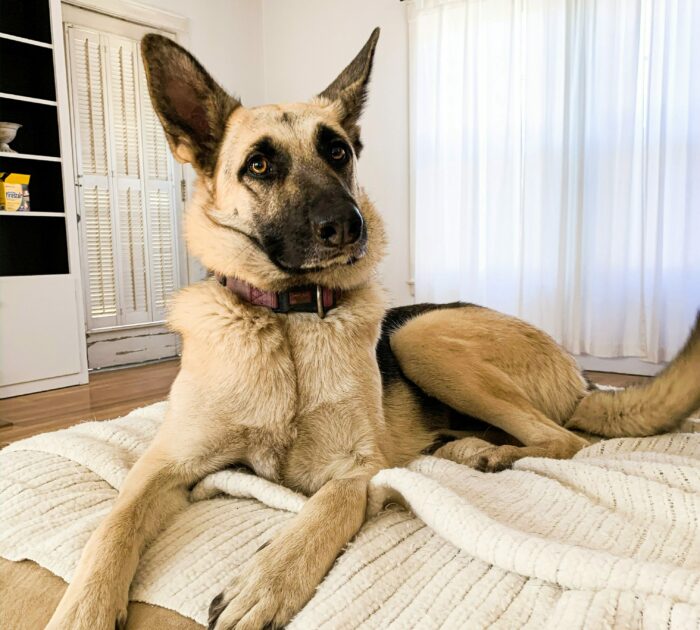 German Shepherd lying on a cozy bed in a bright room, showing characteristic alert expression and strong build. German Shepherd lying on a cozy bed in a bright room, showing characteristic alert expression and strong build.