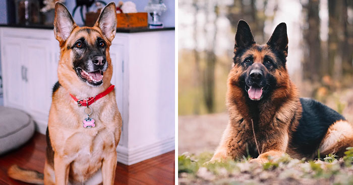 German Shepherd Dog Breed: Information, Characteristics, and Care