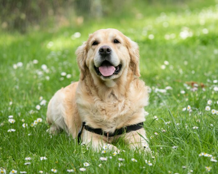 Golden Retriever lying on grass, smiling, surrounded by daisies in a sunny outdoor setting.