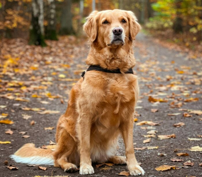 Golden Retriever sitting on a leaf-covered path in autumn woods.